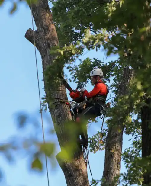 Tree removal being performed to a tree in Devonport