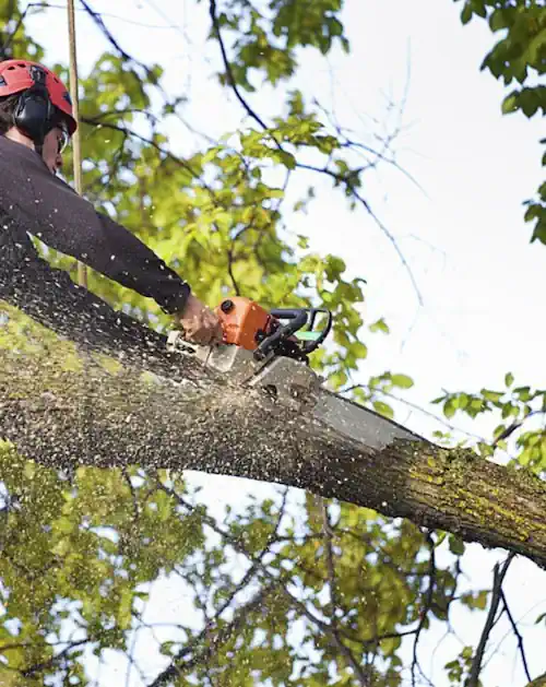 A tree limb being cut with a chainsaw